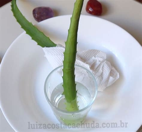 Como Tirar A Aloína Da Babosa