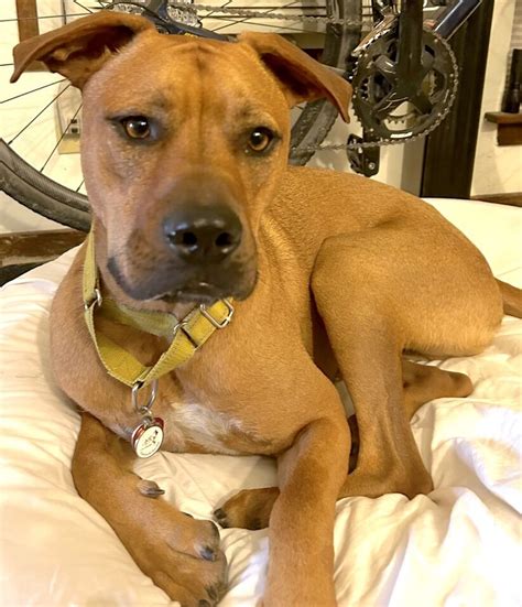 Dear Friends And Colleagues Meet Max A Sweet And Resilient Pup Who Has Spent His Entire Life