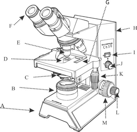 Lab 2 The Microscope And Mitosis Flashcards Quizlet