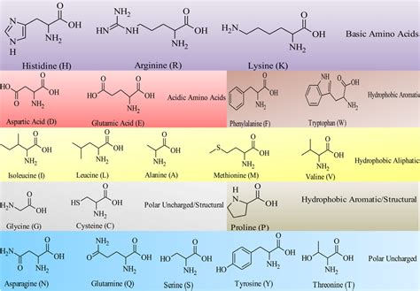 Hydrophobic And Hydrophilic Amino Acids