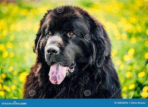 Black Newfoundland Dog Summer Meadow Outdoor Stock Photo Image Of