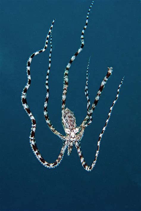 Mimic Octopus by Adam Minu - Caminu.com