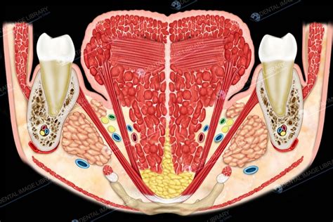 Coronal section of tongue, showing intrinsic muscles. 12JB00039
