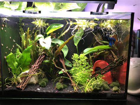 My Little Mess Of A Low Tech Betta Tank Rplantedtank
