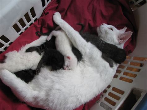 It's Raining Kittens and Cats! - A New Leash on Life