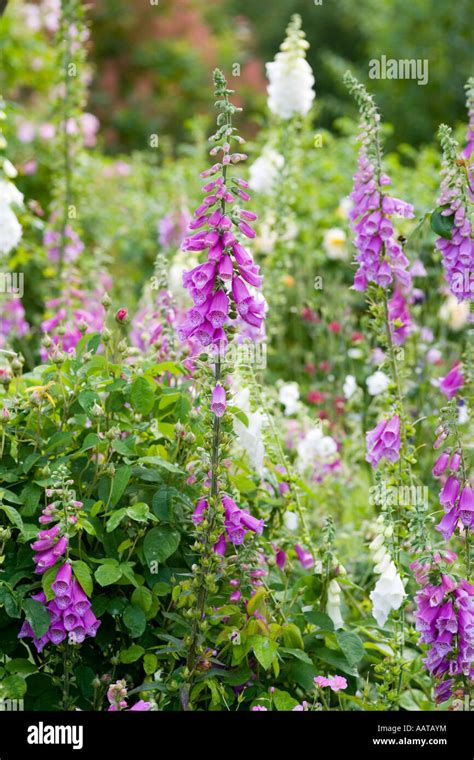 Foxglove Leaves High Resolution Stock Photography And Images Alamy