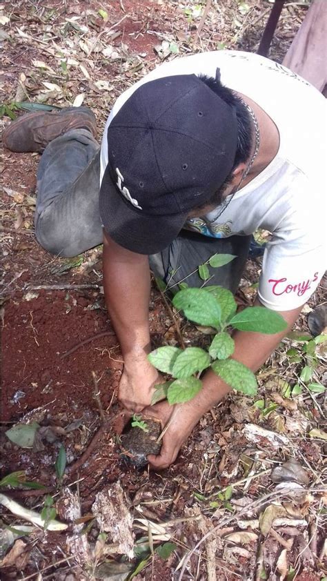 Conafor On Twitter Tienes Un Predio Bajo Manejo Forestal Maderable