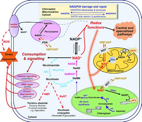 Basics Of Nicotinamide Adenine Dinucleotide Nad Metabolism In Download Scientific