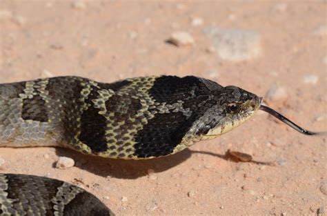 Keep An Eye Out For This Snake That Looks Like A Cobra In Nc Fox