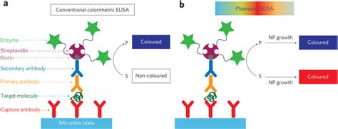 Schematic Representation Of The Sandwich Elisa A Conventional