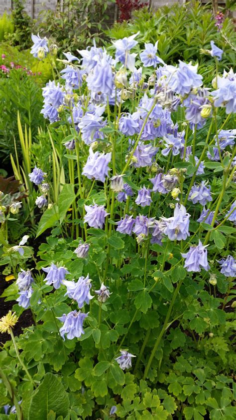 Aquilegia vulgaris – Peak Cottage Plants