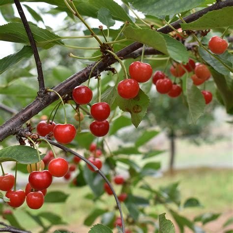 Prunus Cerasus Montmorency Horsford Gardens And Nursery