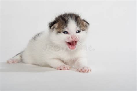 Gatito Blanco Lindo Del Gato Atigrado Aislado En Blanco Foto De Archivo