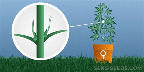 How To Tell The Sex Of Your Cannabis Plants Sensi Seeds