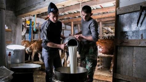 Hvale Vrijedan Ali Jo Nedovoljan Zabilje En Rast Proizvodnje Mlijeka