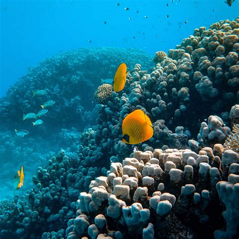 Why Restoring Coral Reefs Is So Important Ecoya Nz