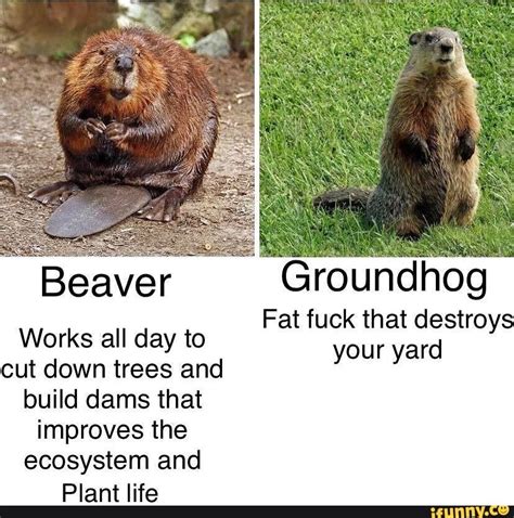 Groundhog Beaver Fat Fuck That Destroys Works All Day To Your Yard Cut Down Trees And Build Dams