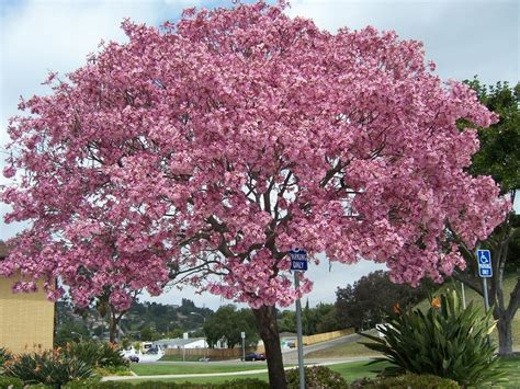 purple tabebuia tree