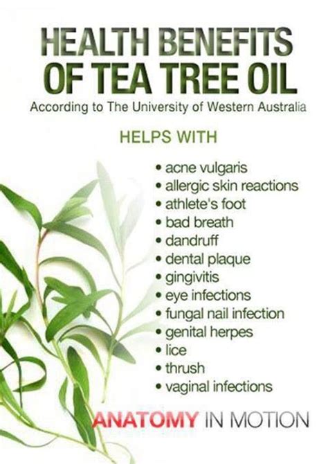 31 Amazing Benefits Of Tea Tree Oil For Skin Hair And Health Tea