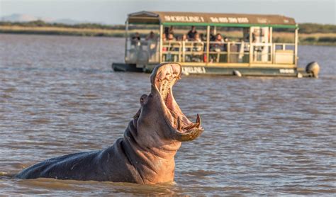 Magnificent Hippo And Croc Boat Safari St Lucia 2024