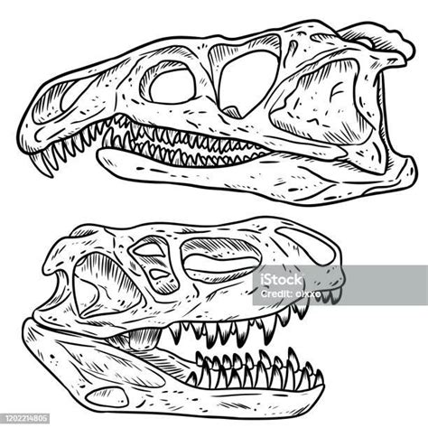 Carnivore Dinosars Skulls Line Hand Drawn Sketch Image Set Archosaurus ...