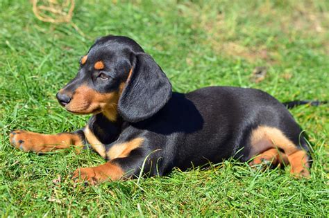 Meet The Dachshund Miniature Smooth Haired