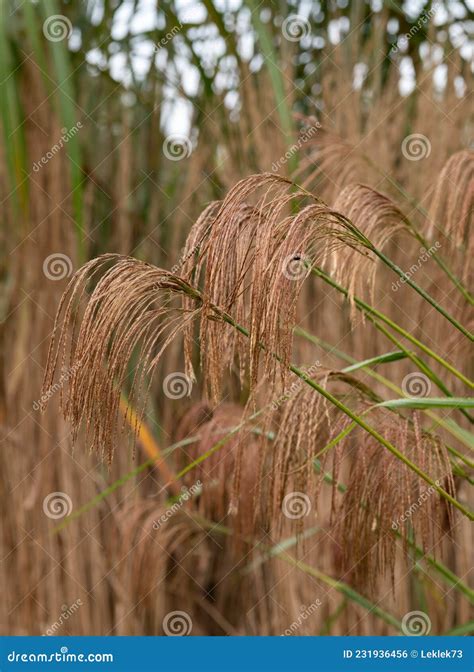 Miscanthus Nepalensis Or Himalayan Fairy Grass Photographed At Rhs Wisley Surrey Uk Royalty