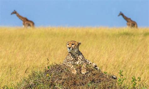 Safari animals: the story of cheetahs (and the best places to see them