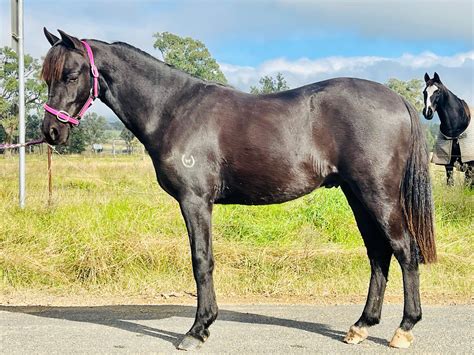 Black Rising 2yr Old Gelding for sale | Classifieds | Horses | Scone