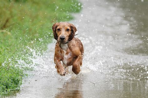 rain cats and dogs 12