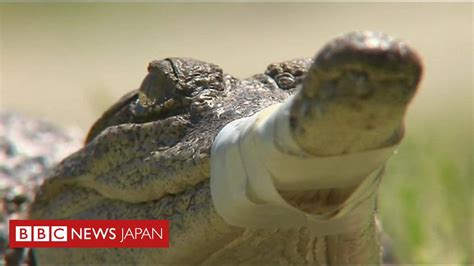 クリスマスの夜、そこにワニ 豪メルボルン Bbcニュース