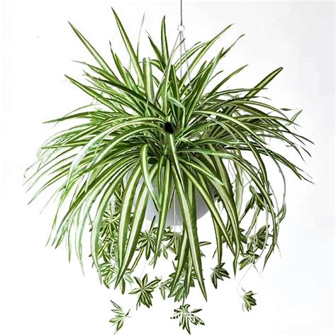 Beautynvta Artificial Chlorophytum Plant, 24 In Faux Spider Plant, Fake