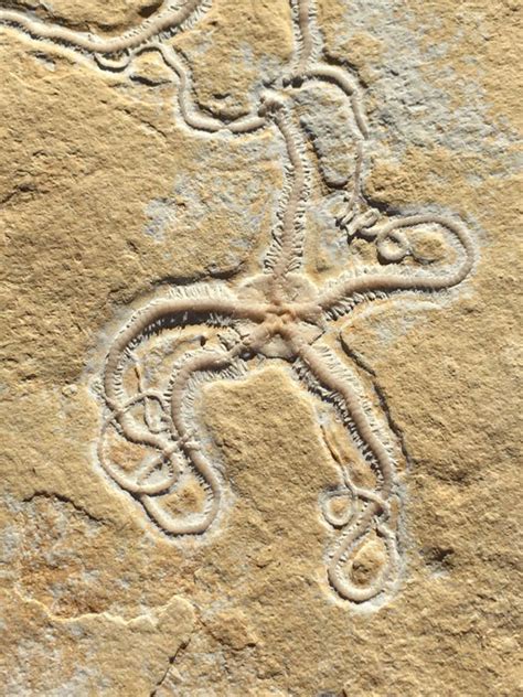 Three Brittle Stars Preserved In Detail On Matrix Catawiki