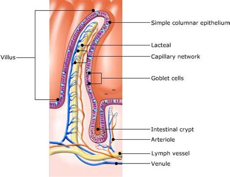 Structure of villi in animals