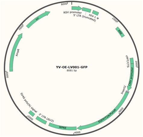 Egfp Expression Lentivirus Ubigene