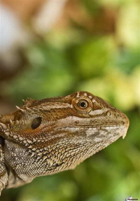 Bearded Dragon Lizard - PacificStock