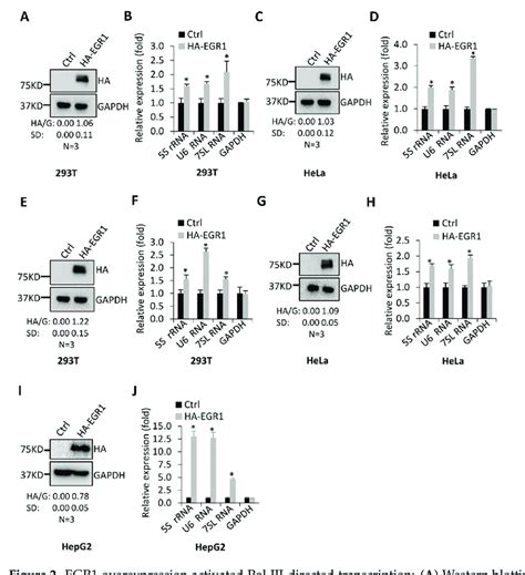 Egr Overexpression Activated Pol Iii Directed Transcription A