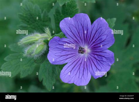 Johnsons Blue Cranesbill Geranium Stock Photo Alamy