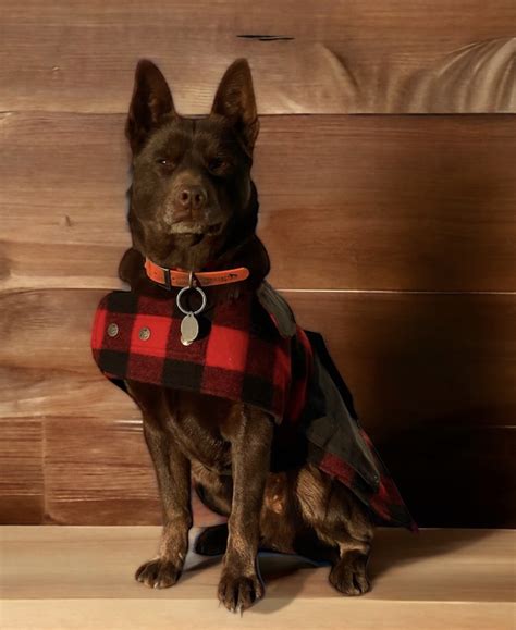 Swanndri Classic Dog Coat Drovers Dog And Co