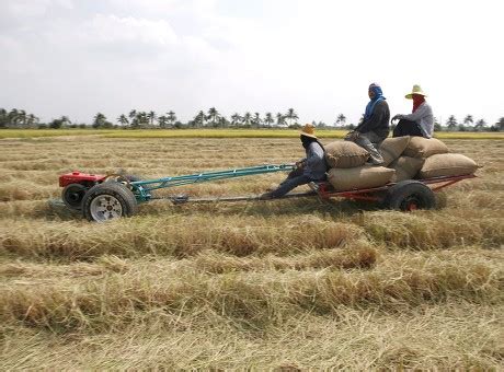 Thai Farmers Use Tractor Reap Rice Editorial Stock Photo - Stock Image ...