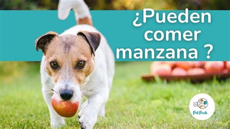 Los Perros Pueden Comer Manzana El Snack Ideal YouTube