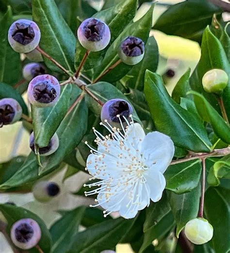 Common Myrtle Bonsai Fragrant And Dainty Miniature