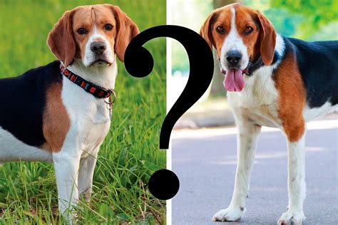 dog breeds    confused readers digest
