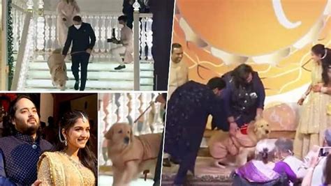 Meet Ambanis Pet Dog Who Was Ringbearer At Anant Ambani Radhika