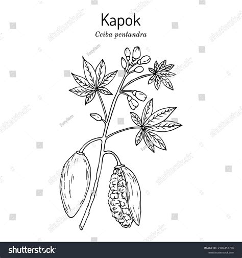 Kapok Java Cotton Ceiba Pentandra Medicinal Stock Vector Royalty Free