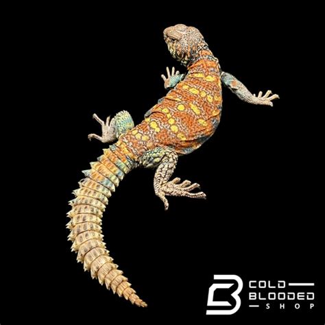 Ornate Uromastyx Uromastyx Ornata 5 By Cold Blooded Shop