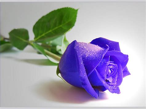 Purple Rose HD Wallpapers - Wallpaper Cave