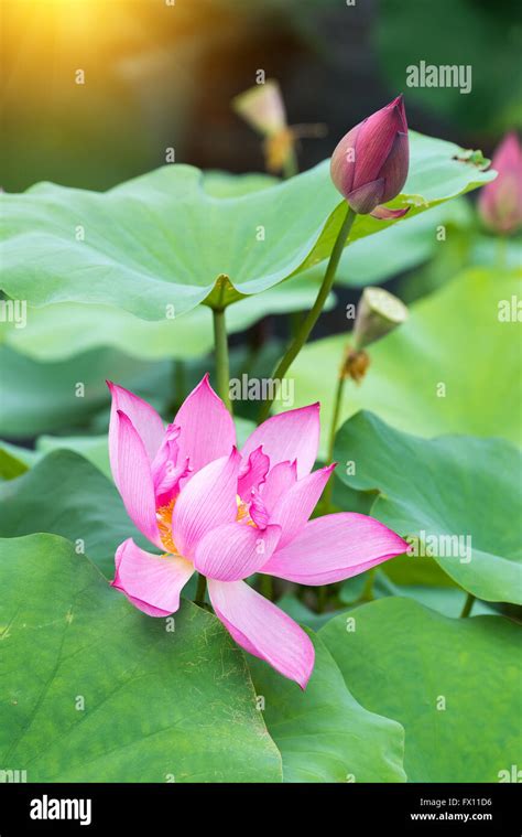 lotus  flower details  res stock photography  images alamy