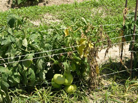 Tomato Fusarium Wilt