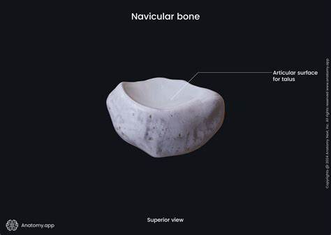 Navicular bone | Encyclopedia | Anatomy.app | Learn anatomy | 3D models ...